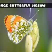 G2M Orange Butterfly Jigsaw