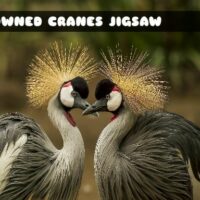 G2M Crowned Crane Jigsaw