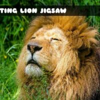 G2M Resting Lion Jigsaw