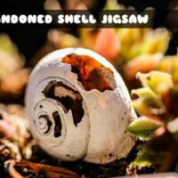 G2M Abandoned Shell Jigsaw