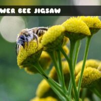 G2M Flower Bee Jigsaw
