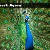G2M Peacock Jigsaw