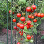 G2R-Tomato Farm Land Escape HTML5