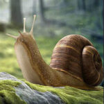 WOW- Wonder Snail Forest Escape HTML5